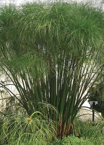 1 Gal Annual Grasses