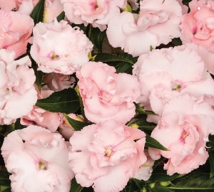 4.33" Proven Winners and Annuals