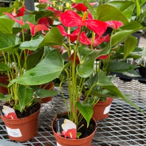 5" Anthurium