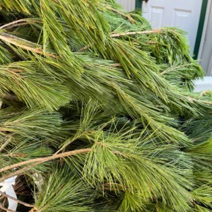 White Pine Boughs