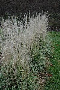 Calamagrostis acutiflora AVALANCHE - 2 Gal