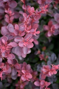 Berberis Thunbergii 'Royal Burgundy' 3G Berberis Thunbergii 'Royal Burgundy' 3G