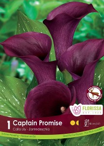 Calla 'Captain Promise'