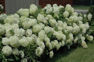 ANNABELLE HYDRANGEA ANNABELLE HYDRANGEA