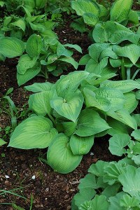 Hosta - Paul's Glory