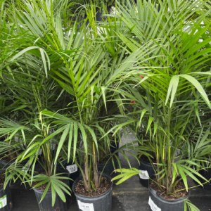 10" Ravenea Rivularis(Majesty Palm)