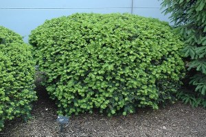 Taxus Media 'Densiformis' 3G