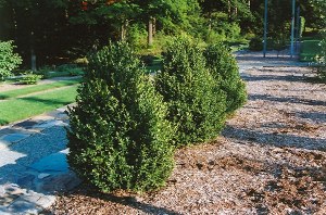 Buxus mic. kor. 'Green Mountain'