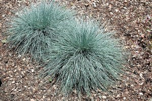 Festuca Glauca Beyond Blue 2 Gal