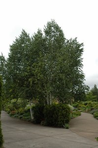 Betula utilis Jacquemonti    (CLUMP)