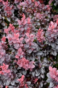 Berberis Thunbergii 'Concorde' Berberis Thunbergii 'Concorde'