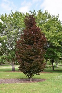Acer platanoides 'Crimson Sentry' - #7 Cont.