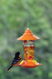 Glass Oriole Feeder - Handpainted Dots