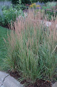 Calamagrostis A. 'Overdam' 2G