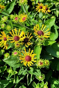 Rudbeckia S. Little Henry 1 Gal
