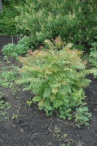 Sem False Spirea Cdn 3 Gal