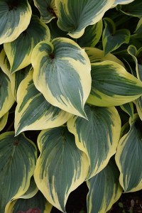 Hosta  'First Frost' - #1 Cont.