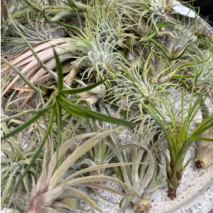 Assorted Airplants