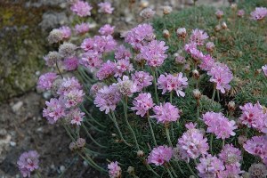Additional picture of ARMERIA JUNIPERIFOLIA - 1GAL