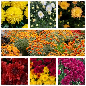 6" mums/Asters