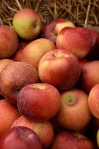 Malus Domestica Empire