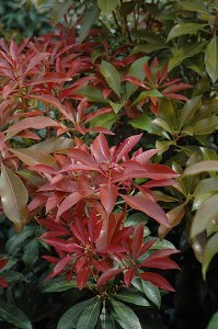 Additional picture of Pieris japonica Mountain Fire