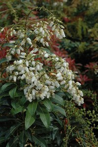 Additional picture of Pieris japonica Mountain Fire