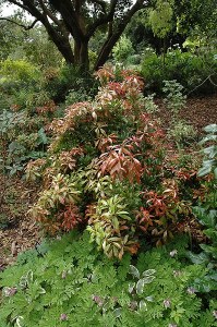 Additional picture of Pieris japonica Mountain Fire