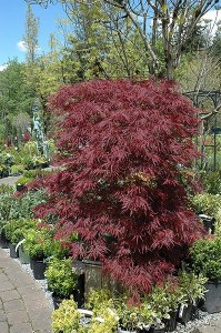Acer palmatum dissectum 'Red Dragon'