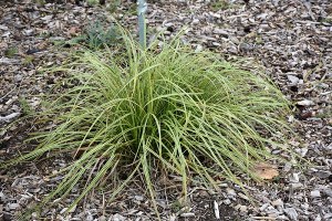 Additional picture of Carex Gold Fountains 1 gal