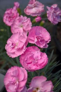 Dianthus SWEETIE PIE  P.W.-1 Gal