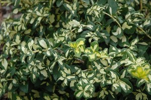 Euonymus fortunei 'Moonshadow'   (COPF)