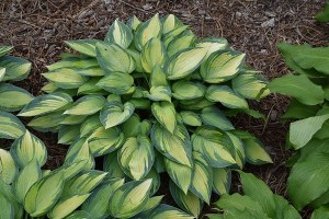 Hosta June