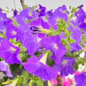 Additional picture of 10"-11" Hanging Basket