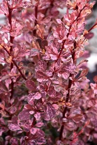 Berberis thunbergi Rose Glow Japanese Barberry Berberis thunbergi Rose Glow Japanese Barberry