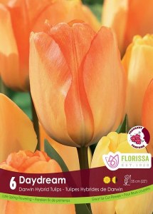 Daydream Daydream