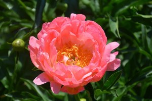 #1C Peony Collection