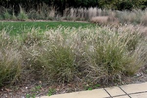 Pennisetum orientale 'Karley Rose' - #1 Cont.