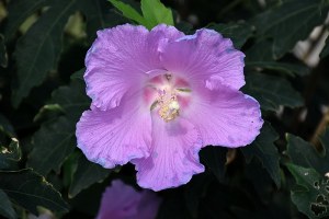 Hibiscus Pollypetite® Rose of Sharon Hibiscus Pollypetite® Rose of Sharon