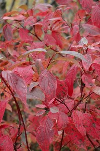 Additional picture of Red Osier Dogwood