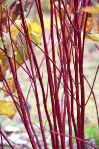 Additional picture of Red Osier Dogwood