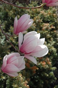 Magnolia soulangeana - #5 Cont.