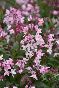 Deutzia Yuki Cherry Blossom® Deutzia Yuki Cherry Blossom®
