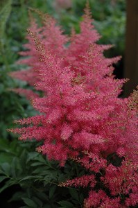 Astilbe Younique Carmine 1 gal