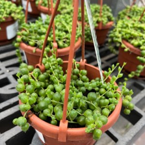 4" HB String of Pearls