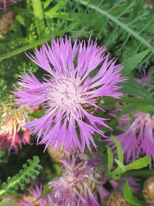 Additional picture of Centaurea Dealbata