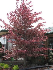 Fagus sylvatica Roseomarginate