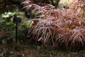 Acer palmatum Hubb's Red Willow Stkd