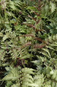 Athyrium Nip. 'Metallicum" 1gal