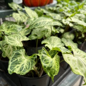 Syngonium Batik 4"